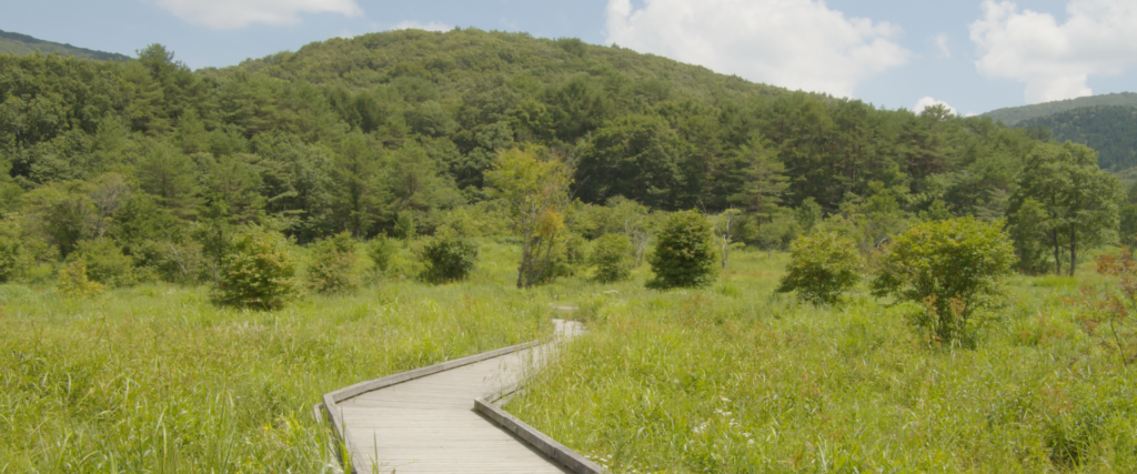 広島県山県郡北広島町の『霧ヶ谷湿原』
